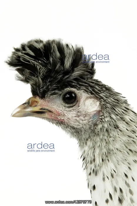 : Domestic Chicken : Domestic Chicken