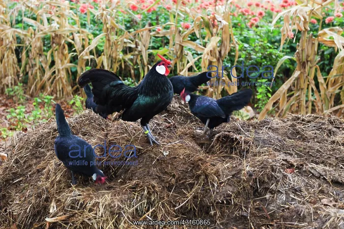 : Domestic Chicken : Domestic Chicken
