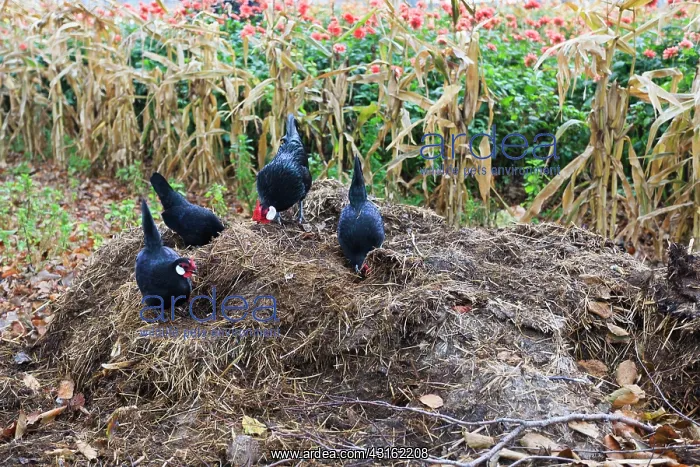 : Domestic Chicken : Domestic Chicken