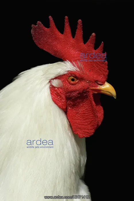 : Domestic Chicken : Domestic Chicken