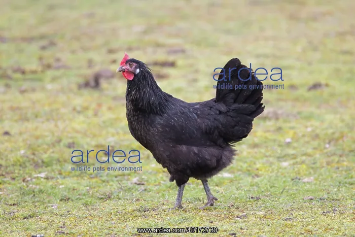: Domestic chicken : Domestic chicken