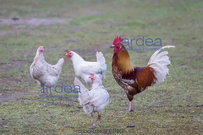 : Domestic chicken : Domestic chicken