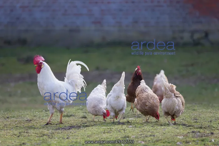  : Domestic chicken