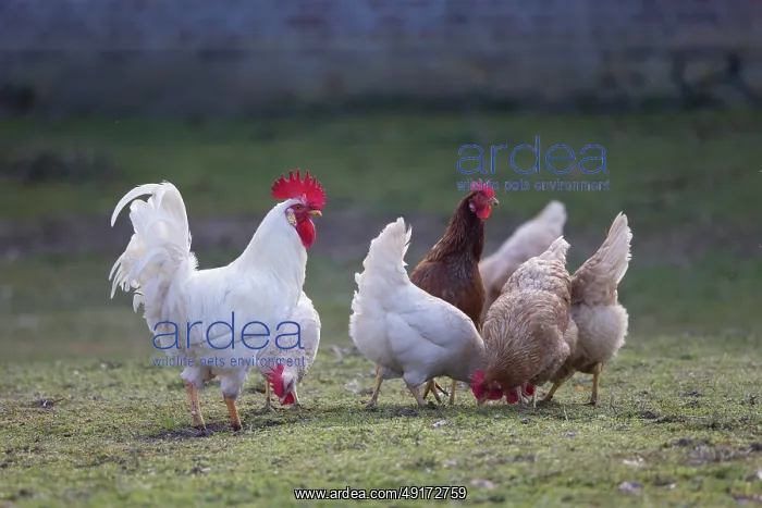 : Domestic chicken : Domestic chicken