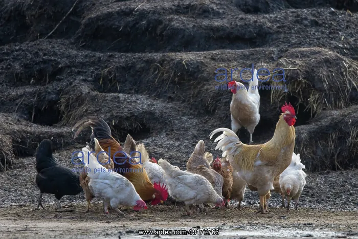 : Domestic chicken : Domestic chicken