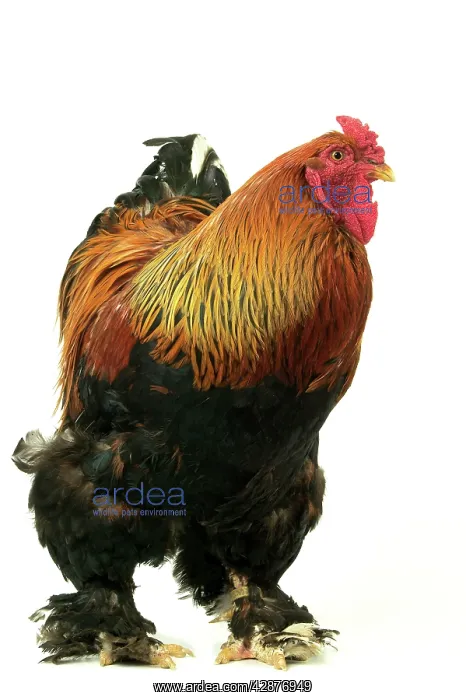 : Domestic CHICKEN - Brahma perdrix' breed : Domestic CHICKEN - Brahma perdrix' breed