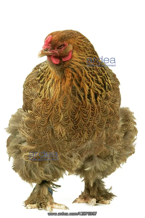 : Domestic CHICKEN - Brama perdrix' breed : Domestic CHICKEN - Brama perdrix' breed