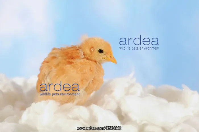 : Domestic chicken, chick, 1 week old : Domestic chicken, chick, 1 week old