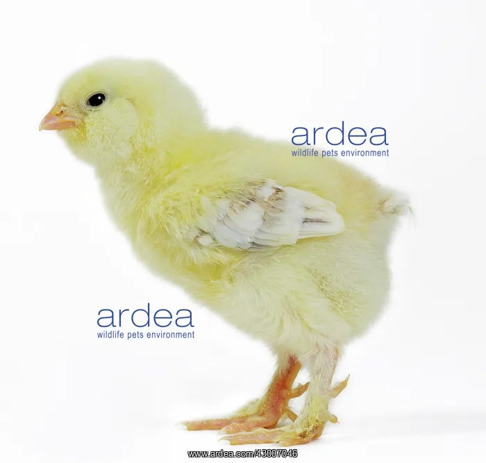  : Domestic Chicken chick