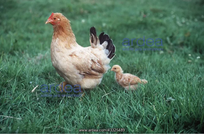 : DOMESTIC CHICKEN - WITH CHICK : DOMESTIC CHICKEN - WITH CHICK