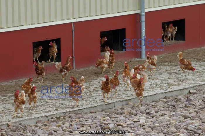  : Domestic Chicken chicken free range