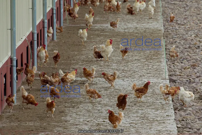  : Domestic Chicken chicken free range