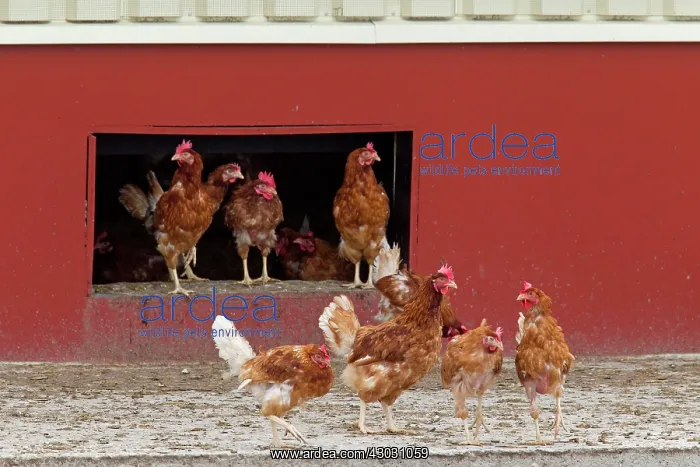  : Domestic Chicken chicken free range