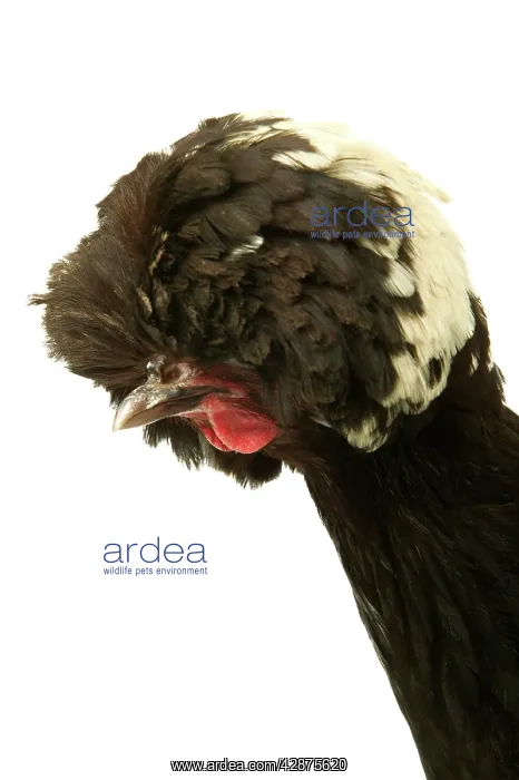 : Domestic Chicken - Close up head : Domestic Chicken - Close up head