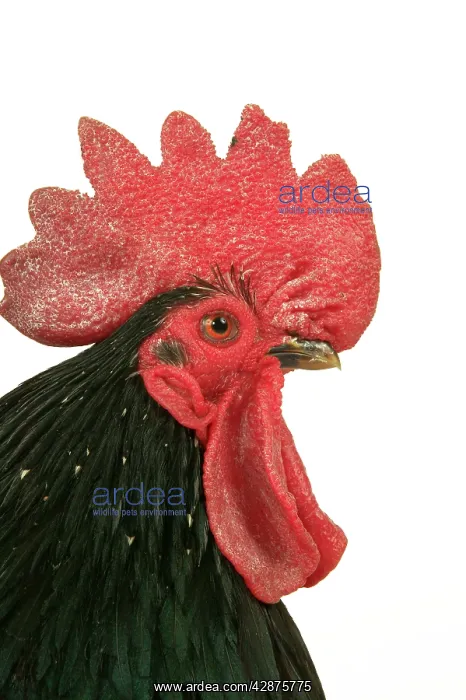 : Domestic Chicken - Close-up of head : Domestic Chicken - Close-up of head
