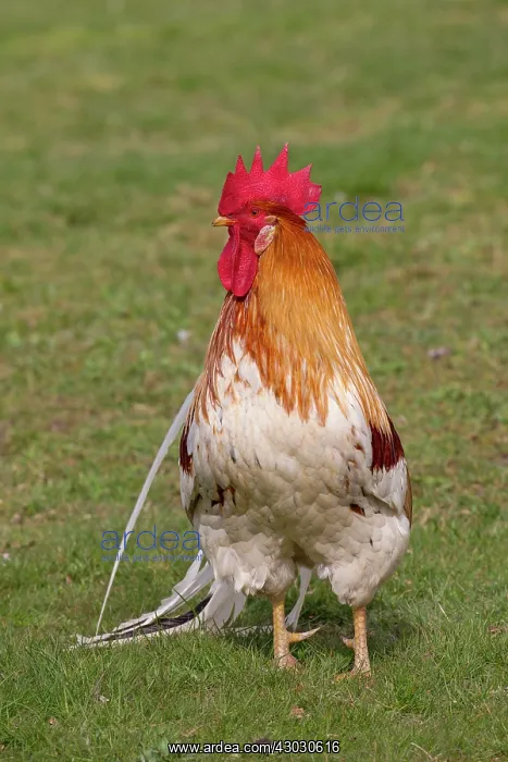  : Domestic chicken cock