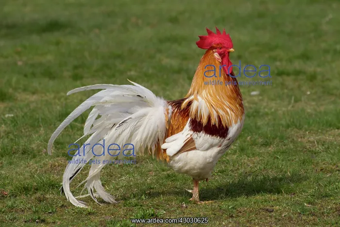  : Domestic chicken cock