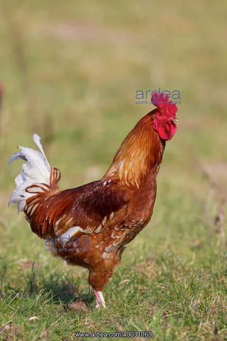  : Domestic Chicken cock in meadow
