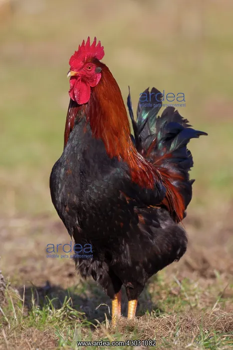  : Domestic Chicken cock in meadow