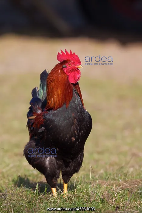  : Domestic Chicken cock in meadow