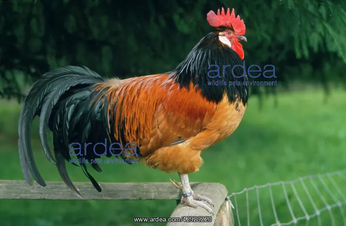  : Domestic CHICKEN - Cock sitting on a fence