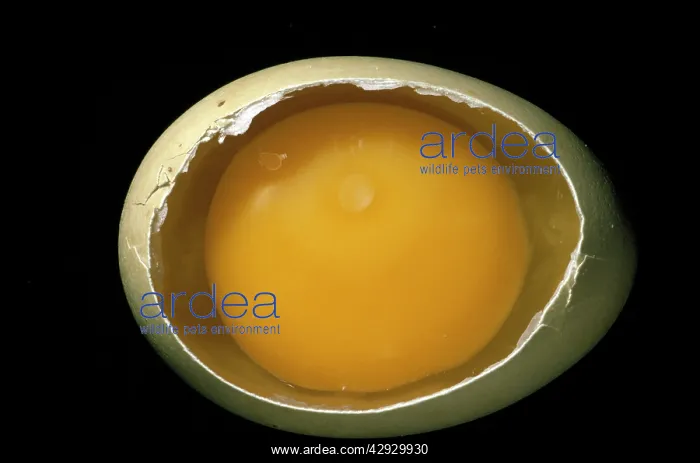  : Domestic Chicken Egg - showing germinal disc