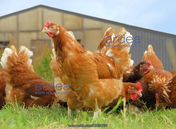 : Domestic Chicken (Gallus gallus domesticus), free-range : Domestic Chicken (Gallus gallus domesticus), free-range