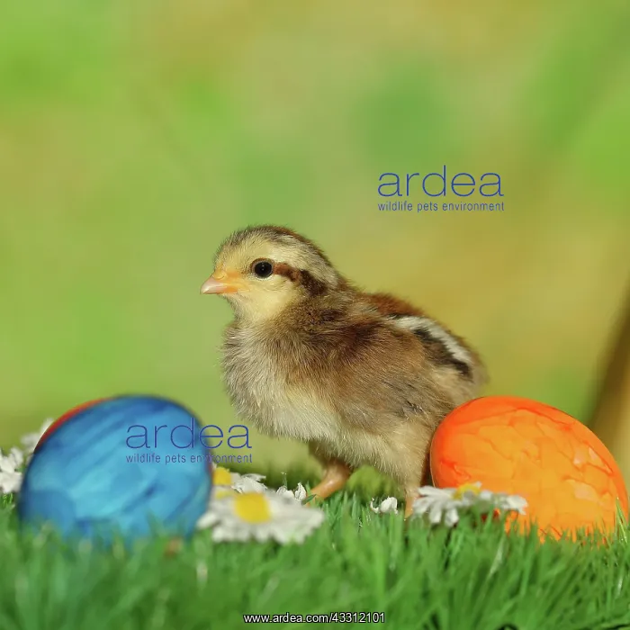 : Domestic chicken (Gallus gallus domesticus), chicken : Domestic chicken (Gallus gallus domesticus), chicken