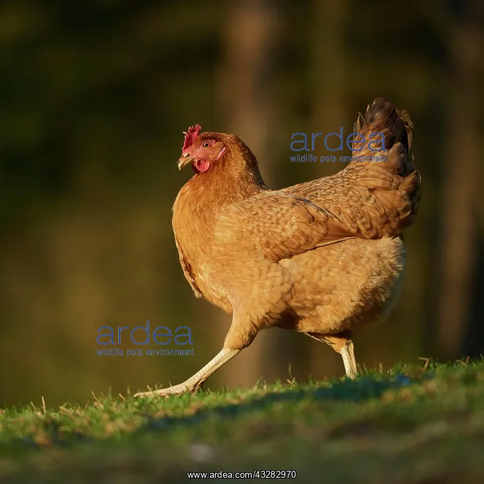 : Domestic Chicken (Gallus gallus domesticus ), hen : Domestic Chicken (Gallus gallus domesticus ), hen