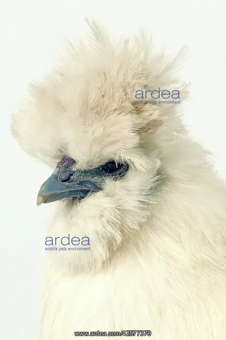 : Domestic CHICKEN - hen. Black silk' race : Domestic CHICKEN - hen. Black silk' race