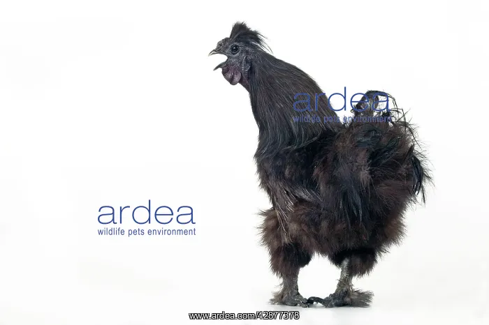 : Domestic CHICKEN - hen. Black silk' race : Domestic CHICKEN - hen. Black silk' race