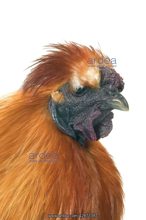 : Domestic CHICKEN - hen. Black silk' race : Domestic CHICKEN - hen. Black silk' race