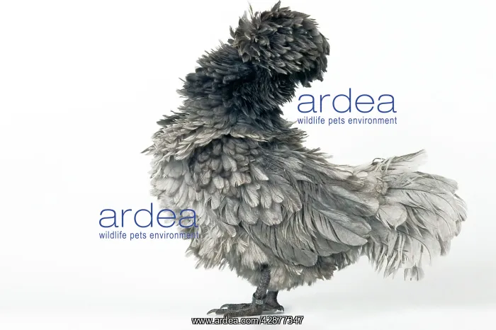: Domestic CHICKEN - hen. Blue curled Padoue' race : Domestic CHICKEN - hen. Blue curled Padoue' race