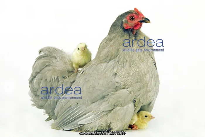  : Domestic CHICKEN - hen and chicks