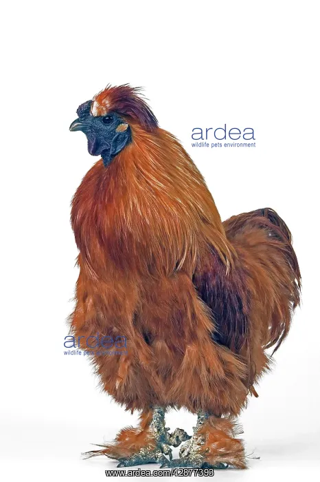  : Domestic CHICKEN - hen. Silky breed