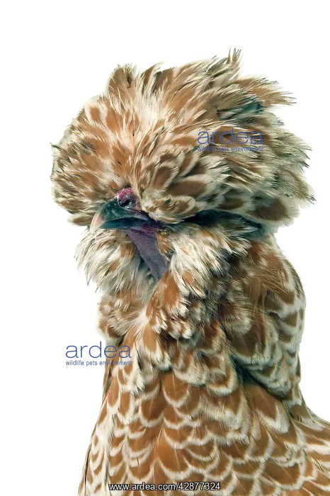  : Domestic CHICKEN - 'Padoue chamois' race