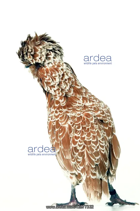 : Domestic CHICKEN - 'Padoue chamois' race, back view : Domestic CHICKEN - 'Padoue chamois' race, back view