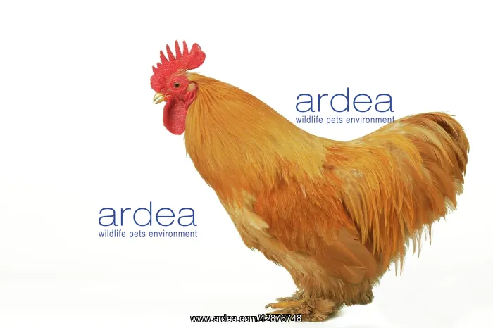 : Domestic Chicken - Rooster : Domestic Chicken - Rooster