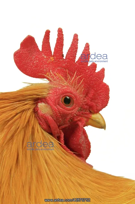 : Domestic Chicken - Rooster : Domestic Chicken - Rooster