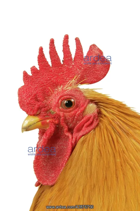 : Domestic Chicken - Rooster : Domestic Chicken - Rooster
