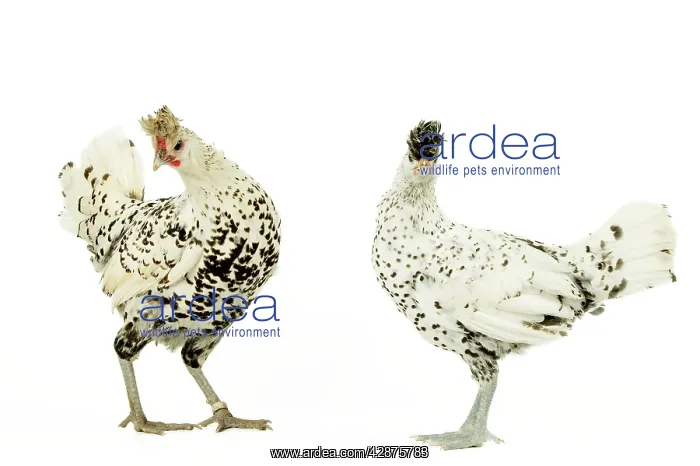 : Domestic Chickens : Domestic Chickens