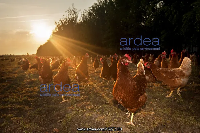 : Domestic Chickens (Gallus domesticus) walking in : Domestic Chickens (Gallus domesticus) walking in