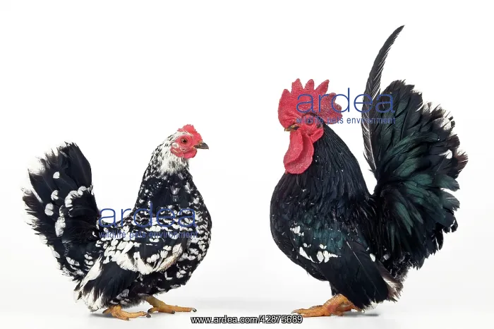  : Domestic Chickens - pair of Nagasaki breed