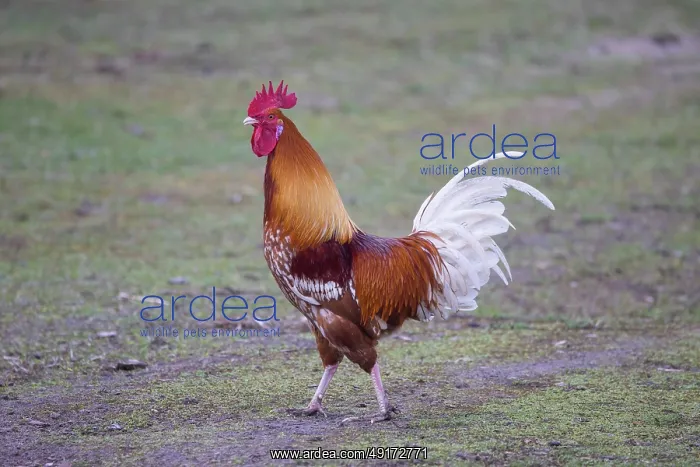 : Domestic cock : Domestic cock