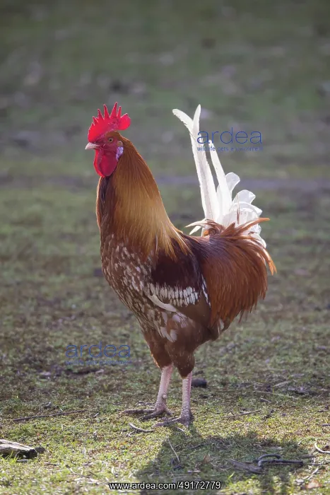 : Domestic cock : Domestic cock