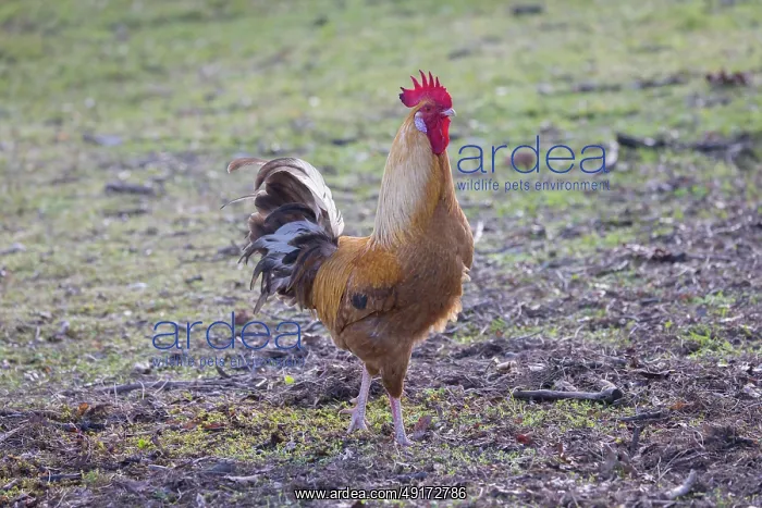 : Domestic cock : Domestic cock