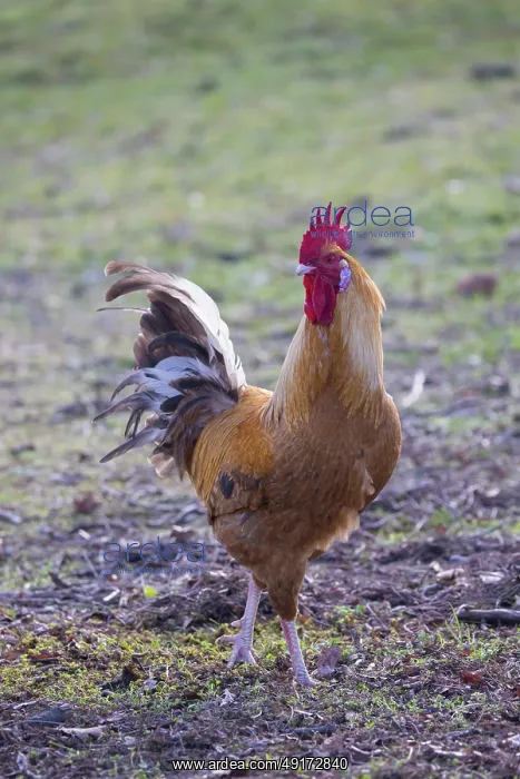 : Domestic cock : Domestic cock