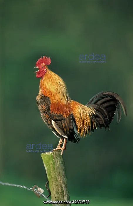 : Domestic cock crowing on fence : Domestic cock crowing on fence