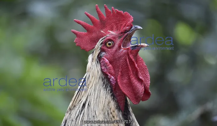 : Domestic cock (Gallus gallus domesticus) crows cock-a-doodle-doo : Domestic cock (Gallus gallus domesticus) crows cock-a-doodle-doo