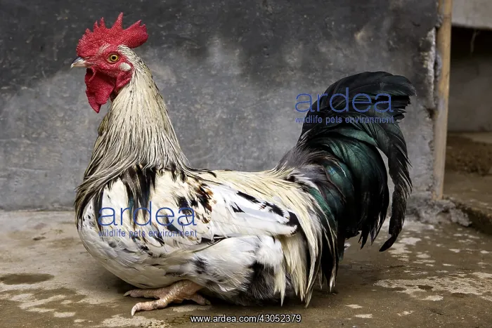 : Domestic Cock Sri Lanka : Domestic Cock Sri Lanka